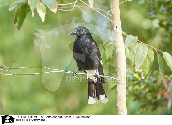 sitzende Dickschnabel-Wrgerkrhe / sitting Pied Currawong / DMS-09179