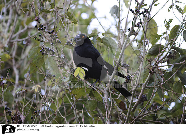 Wei�b�rzel-Kr�henstar / pied currawong / FF-16857