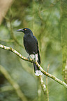 pied currawong