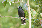 sitting Pied Currawong
