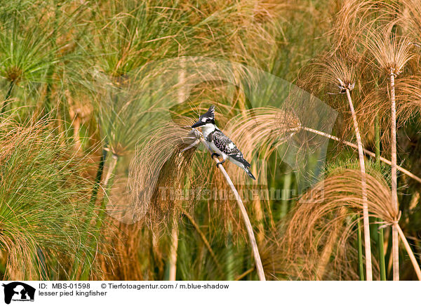 lesser pied kingfisher / MBS-01598