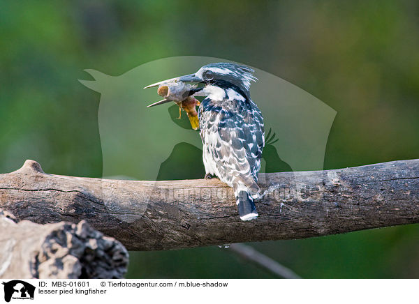 lesser pied kingfisher / MBS-01601