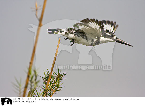 lesser pied kingfisher / MBS-01603