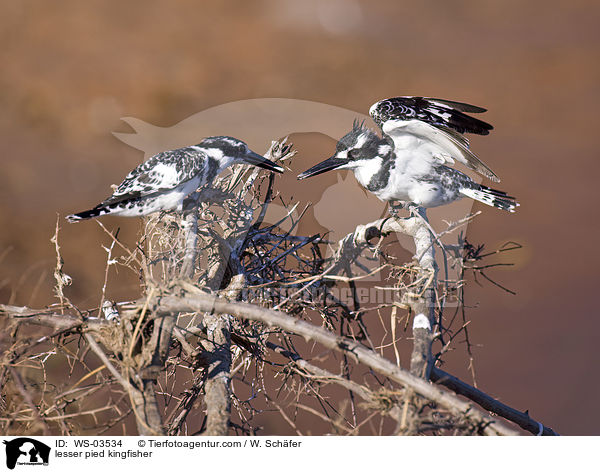 Graufischer / lesser pied kingfisher / WS-03534