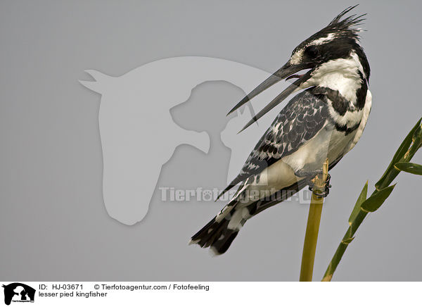 Graufischer / lesser pied kingfisher / HJ-03671