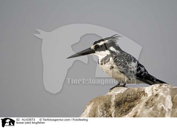 Graufischer / lesser pied kingfisher / HJ-03673