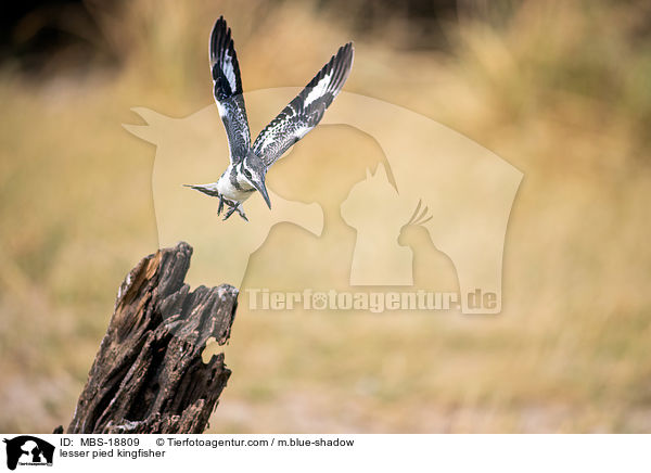 lesser pied kingfisher / MBS-18809