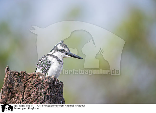 lesser pied kingfisher / MBS-18811