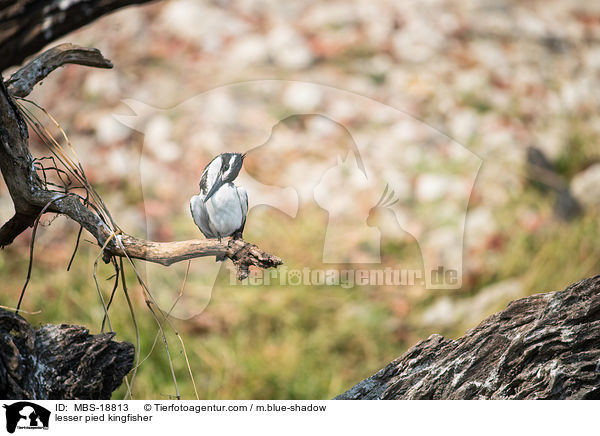 lesser pied kingfisher / MBS-18813