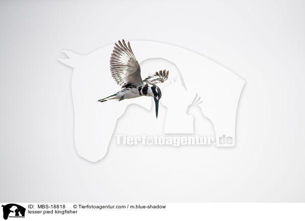 Graufischer / lesser pied kingfisher / MBS-18818