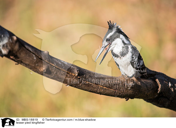 lesser pied kingfisher / MBS-18819