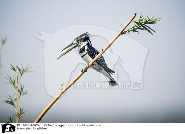 lesser pied kingfisher / MBS-18824