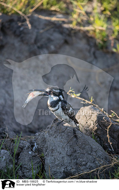 lesser pied kingfisher / MBS-18825