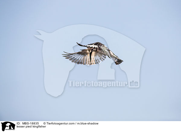 Graufischer / lesser pied kingfisher / MBS-18835