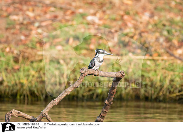 Graufischer / lesser pied kingfisher / MBS-18838