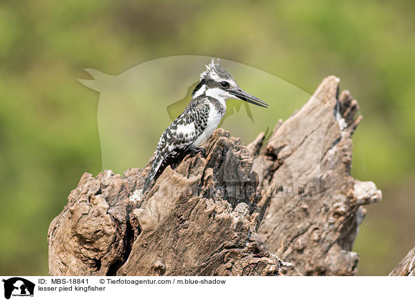 lesser pied kingfisher / MBS-18841