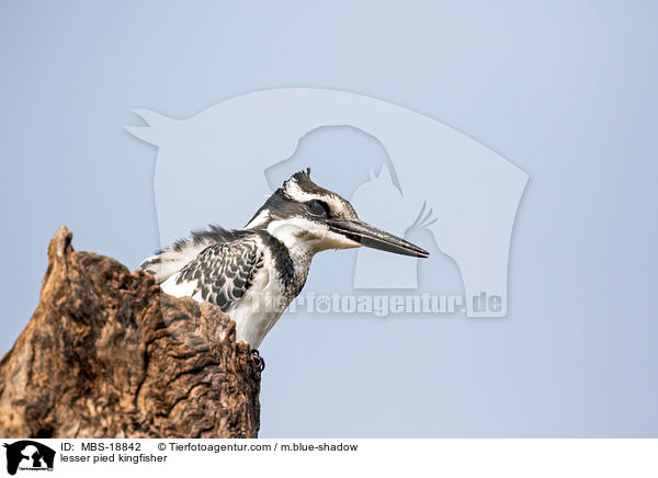 Graufischer / lesser pied kingfisher / MBS-18842