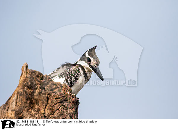 lesser pied kingfisher / MBS-18843