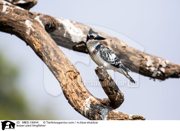 lesser pied kingfisher / MBS-18844