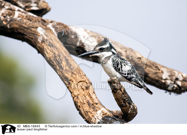 lesser pied kingfisher / MBS-18845