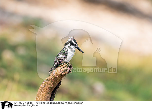 Graufischer / lesser pied kingfisher / MBS-18846