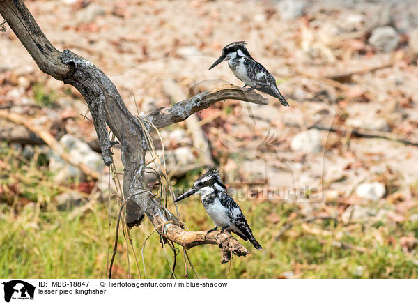 lesser pied kingfisher / MBS-18847