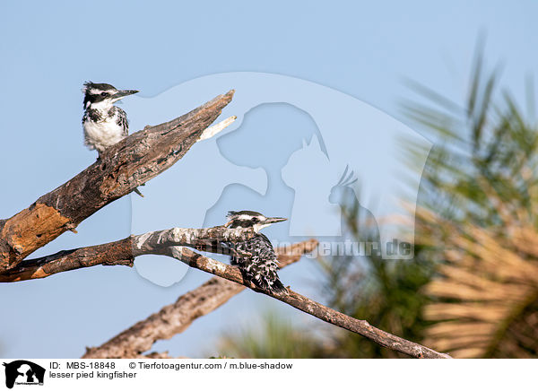 lesser pied kingfisher / MBS-18848