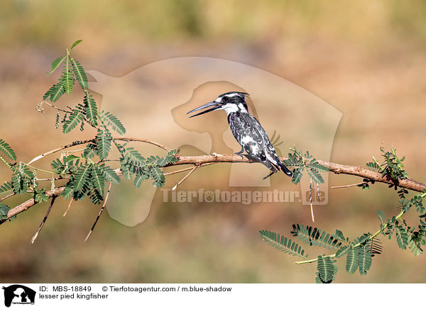 lesser pied kingfisher / MBS-18849