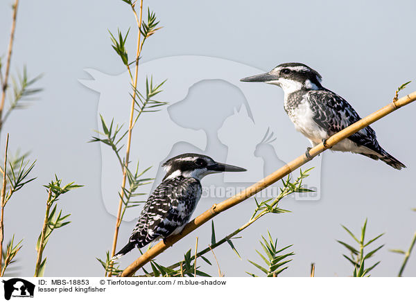 lesser pied kingfisher / MBS-18853