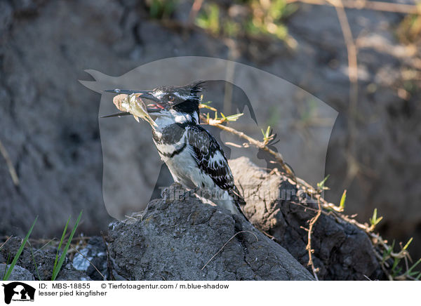 lesser pied kingfisher / MBS-18855