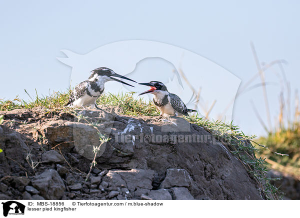 lesser pied kingfisher / MBS-18856