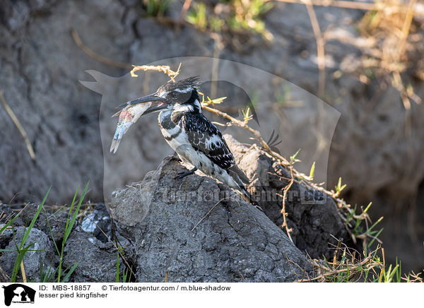 lesser pied kingfisher / MBS-18857
