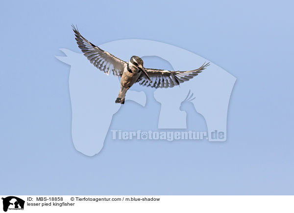 Graufischer / lesser pied kingfisher / MBS-18858