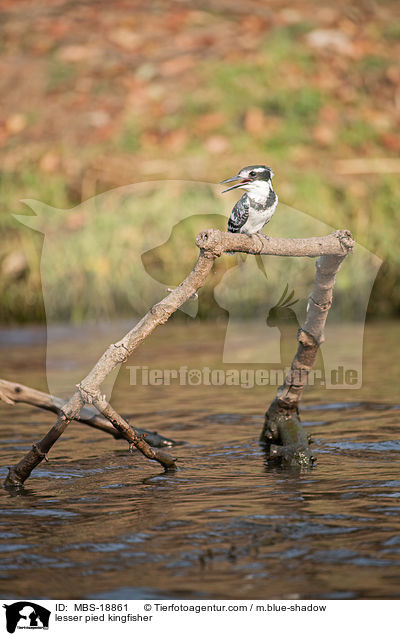 lesser pied kingfisher / MBS-18861