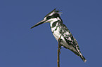 pied kingfisher