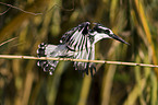 pied kingfisher