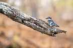 lesser pied kingfisher