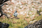 lesser pied kingfisher