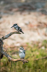 lesser pied kingfisher