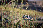 lesser pied kingfisher