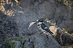 lesser pied kingfisher