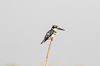 lesser pied kingfisher