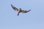 lesser pied kingfisher