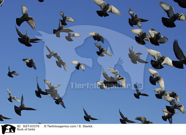 flock of birds / SST-03379