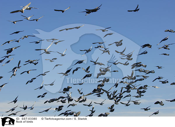 flock of birds / SST-03380