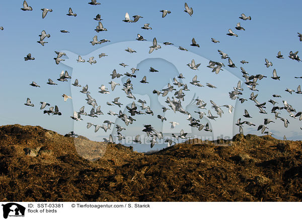 flock of birds / SST-03381