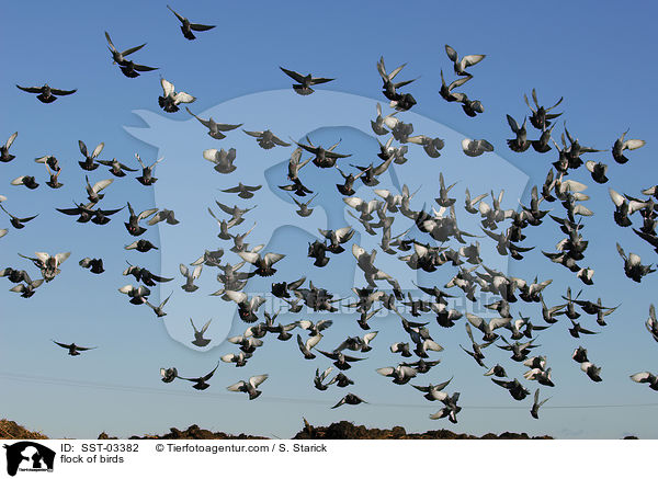 flock of birds / SST-03382