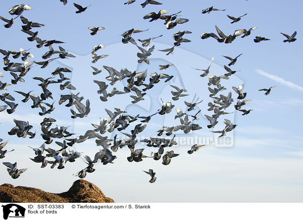 flock of birds / SST-03383