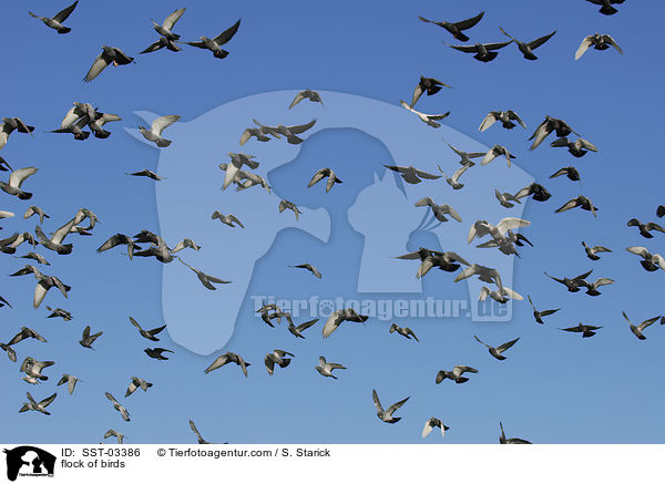 flock of birds / SST-03386