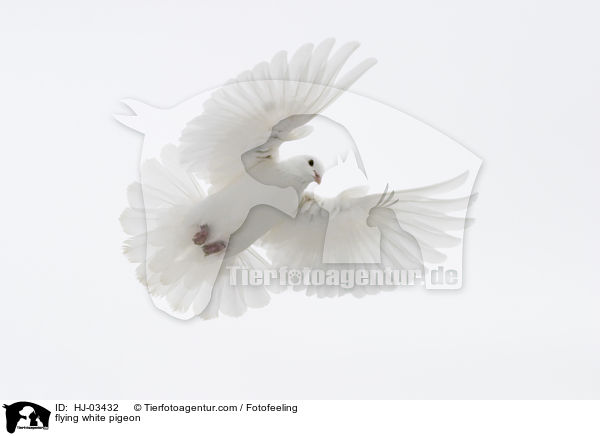 fliegende weie Taube / flying white pigeon / HJ-03432